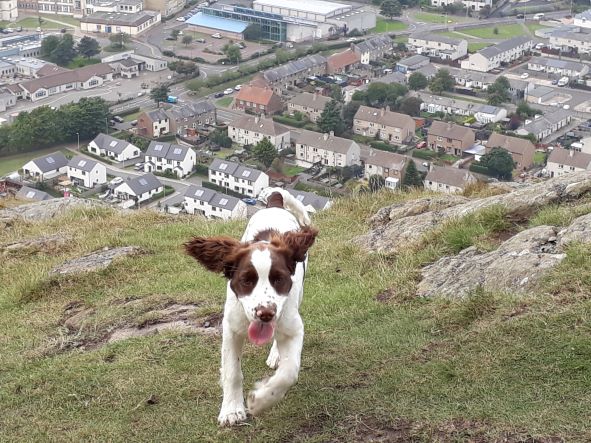 Smile No.302 - Cocoa Having A Wild Time On Her First Jaunt Up North Berwick Law With Me